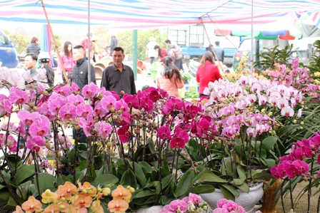 Quảng Ninh: Người d&acirc;n kinh doanh hoa xu&acirc;n "tho&aacute;t hiểm" ngoạn mục 2