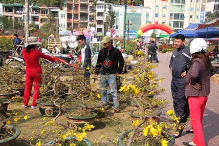 Quảng Ninh: Người d&acirc;n kinh doanh hoa xu&acirc;n "tho&aacute;t hiểm" ngoạn mục 1