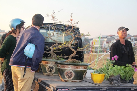 Quảng Ninh: Người d&acirc;n kinh doanh hoa xu&acirc;n "tho&aacute;t hiểm" ngoạn mục 12