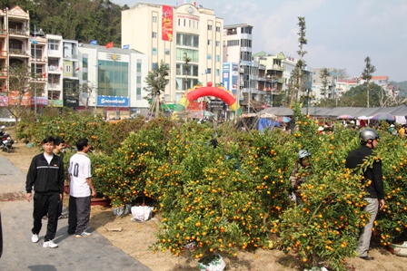 Quảng Ninh: Người d&acirc;n kinh doanh hoa xu&acirc;n "tho&aacute;t hiểm" ngoạn mục 9