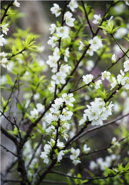 Quảng Ninh: Độc đ&aacute;o c&acirc;y bạch đ&agrave;o tại ch&ugrave;a C&aacute;i Bầu 10