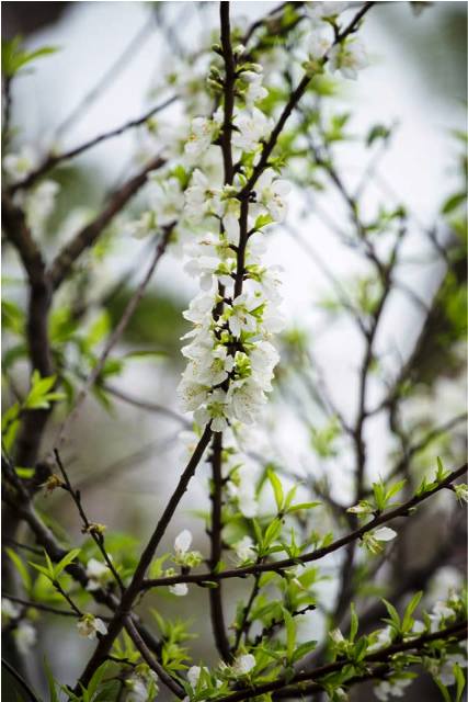 Quảng Ninh: Độc đ&aacute;o c&acirc;y bạch đ&agrave;o tại ch&ugrave;a C&aacute;i Bầu 9