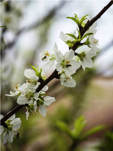 Quảng Ninh: Độc đ&aacute;o c&acirc;y bạch đ&agrave;o tại ch&ugrave;a C&aacute;i Bầu 8