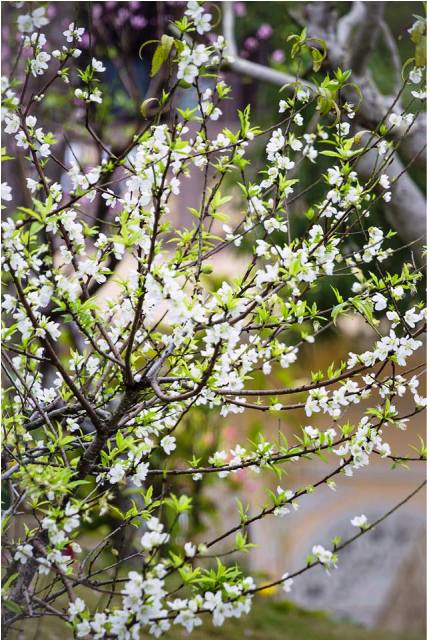 Quảng Ninh: Độc đ&aacute;o c&acirc;y bạch đ&agrave;o tại ch&ugrave;a C&aacute;i Bầu 6