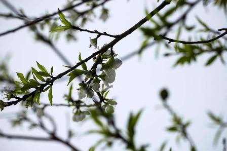 Quảng Ninh: Độc đ&aacute;o c&acirc;y bạch đ&agrave;o tại ch&ugrave;a C&aacute;i Bầu 5