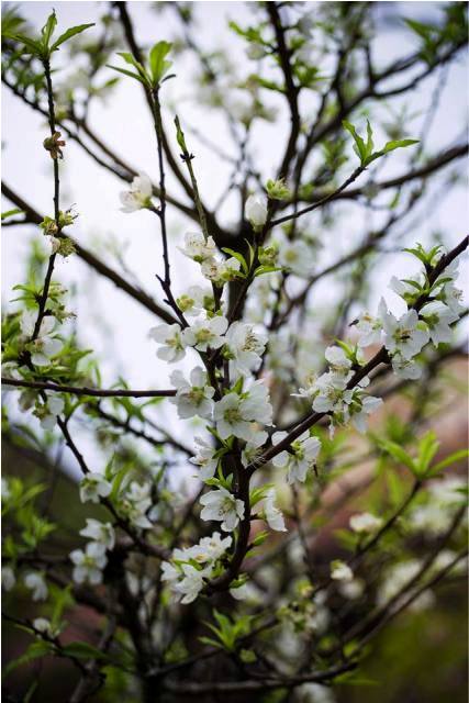 Quảng Ninh: Độc đ&aacute;o c&acirc;y bạch đ&agrave;o tại ch&ugrave;a C&aacute;i Bầu 4