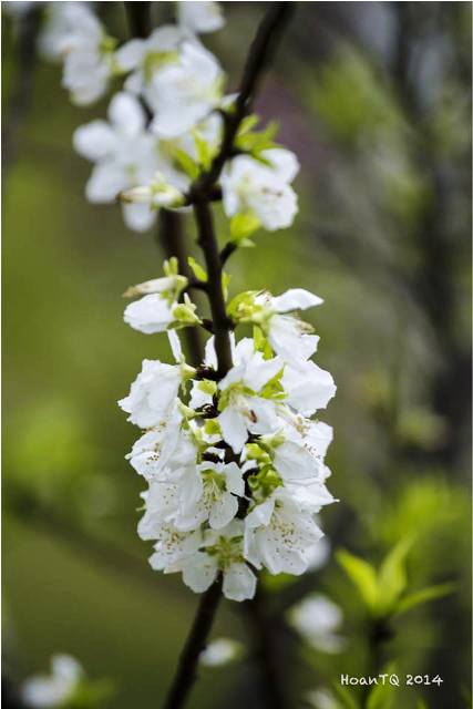 Quảng Ninh: Độc đ&aacute;o c&acirc;y bạch đ&agrave;o tại ch&ugrave;a C&aacute;i Bầu 3