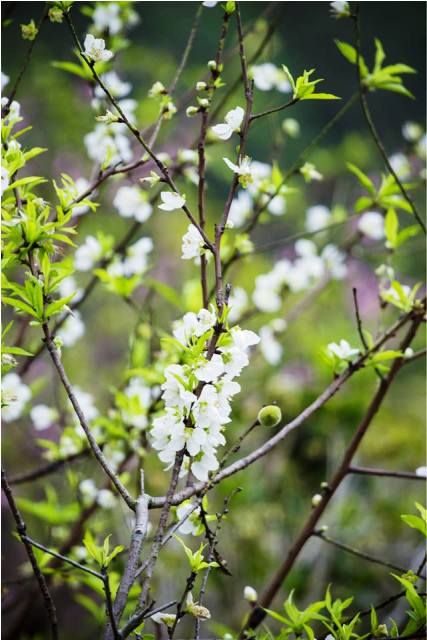 Quảng Ninh: Độc đ&aacute;o c&acirc;y bạch đ&agrave;o tại ch&ugrave;a C&aacute;i Bầu 2