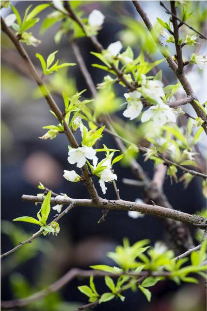 Quảng Ninh: Độc đ&aacute;o c&acirc;y bạch đ&agrave;o tại ch&ugrave;a C&aacute;i Bầu 1