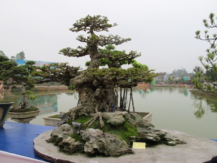 Cận cảnh những c&acirc;y Bonsai "độc" tại Y&ecirc;n Tử 39