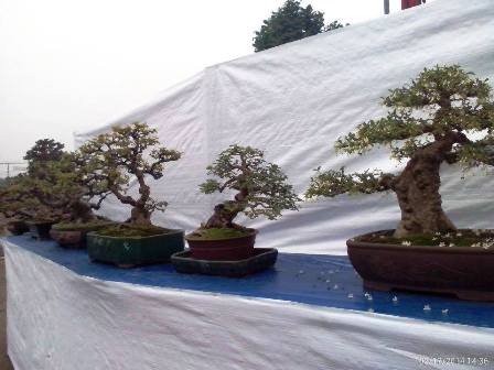 Hơn 1000 cây cảnh nghệ thuật bonsai "đọ dáng" ở Yên Tử 6