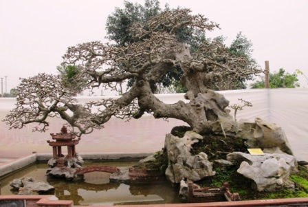 Cận cảnh những c&acirc;y Bonsai "độc" tại Y&ecirc;n Tử 38