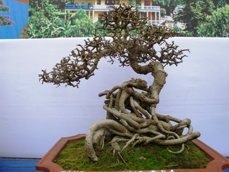 Cận cảnh những c&acirc;y Bonsai "độc" tại Y&ecirc;n Tử 37