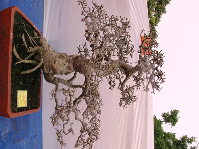 Cận cảnh những c&acirc;y Bonsai "độc" tại Y&ecirc;n Tử 36