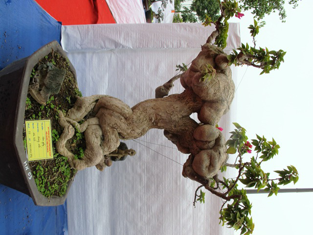 Cận cảnh những c&acirc;y Bonsai "độc" tại Y&ecirc;n Tử 35