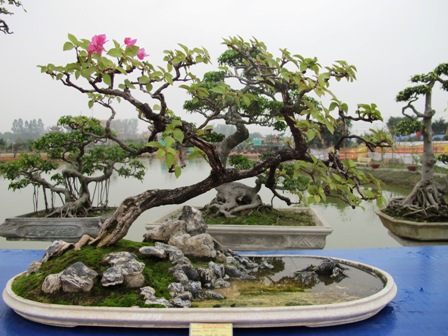 Cận cảnh những c&acirc;y Bonsai "độc" tại Y&ecirc;n Tử 34