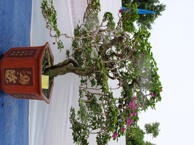 Cận cảnh những c&acirc;y Bonsai "độc" tại Y&ecirc;n Tử 33