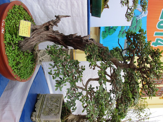 Cận cảnh những c&acirc;y Bonsai "độc" tại Y&ecirc;n Tử 32