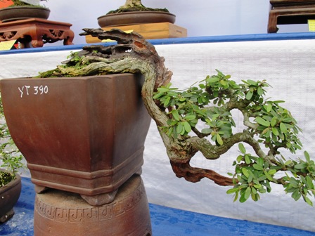 Cận cảnh những c&acirc;y Bonsai "độc" tại Y&ecirc;n Tử 31
