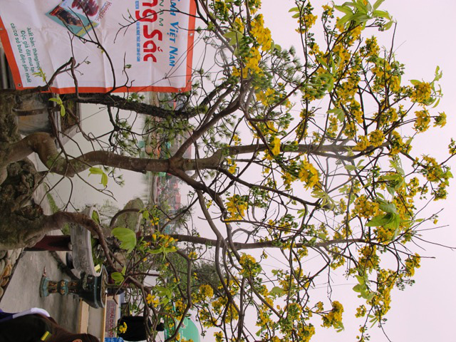 Cận cảnh những c&acirc;y Bonsai "độc" tại Y&ecirc;n Tử 27