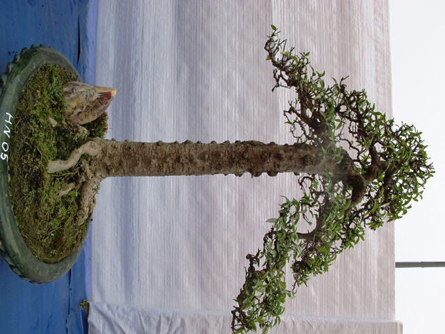 Cận cảnh những c&acirc;y Bonsai "độc" tại Y&ecirc;n Tử 30