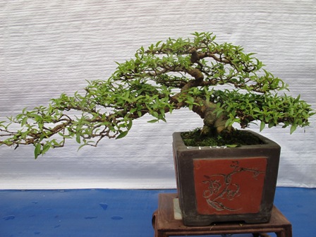 Cận cảnh những c&acirc;y Bonsai "độc" tại Y&ecirc;n Tử 29