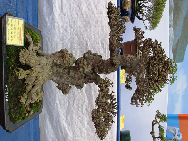 Cận cảnh những c&acirc;y Bonsai "độc" tại Y&ecirc;n Tử 28