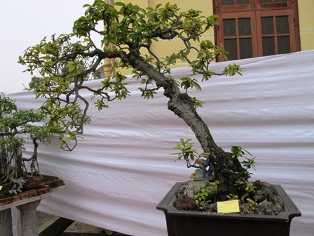 Cận cảnh những c&acirc;y Bonsai "độc" tại Y&ecirc;n Tử 26