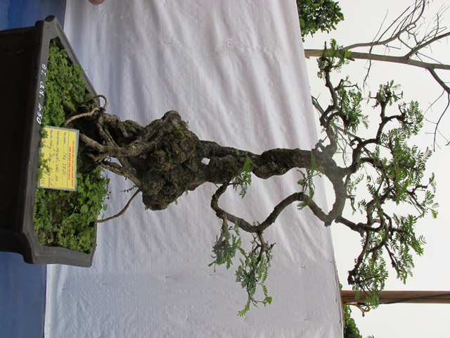 Cận cảnh những c&acirc;y Bonsai "độc" tại Y&ecirc;n Tử 25