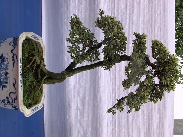 Cận cảnh những c&acirc;y Bonsai "độc" tại Y&ecirc;n Tử 24