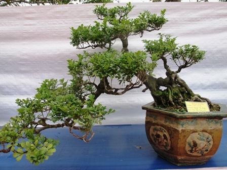 Cận cảnh những c&acirc;y Bonsai "độc" tại Y&ecirc;n Tử 23