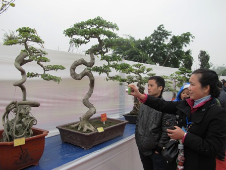 Cận cảnh những c&acirc;y Bonsai "độc" tại Y&ecirc;n Tử 40