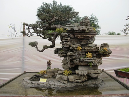 Cận cảnh những c&acirc;y Bonsai "độc" tại Y&ecirc;n Tử 22