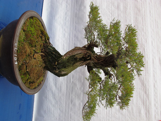 Cận cảnh những c&acirc;y Bonsai "độc" tại Y&ecirc;n Tử 21