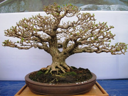 Cận cảnh những c&acirc;y Bonsai "độc" tại Y&ecirc;n Tử 20
