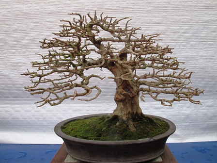 Cận cảnh những c&acirc;y Bonsai "độc" tại Y&ecirc;n Tử 19