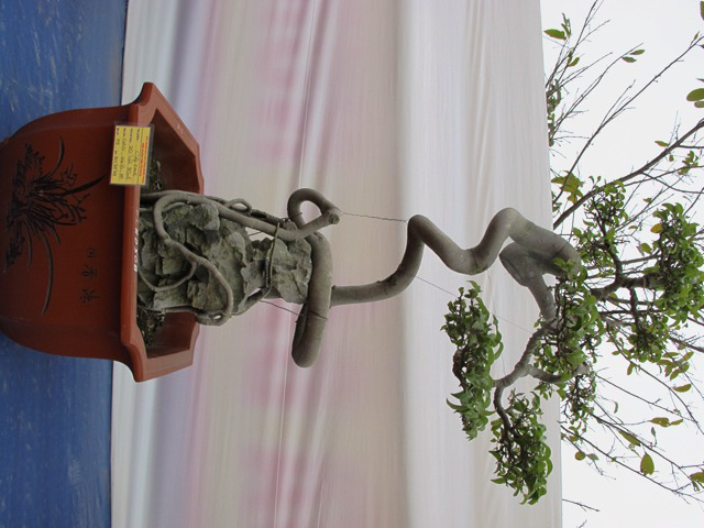 Cận cảnh những c&acirc;y Bonsai "độc" tại Y&ecirc;n Tử 18