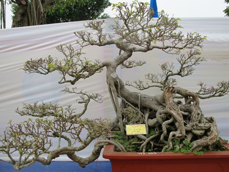Cận cảnh những c&acirc;y Bonsai "độc" tại Y&ecirc;n Tử 17
