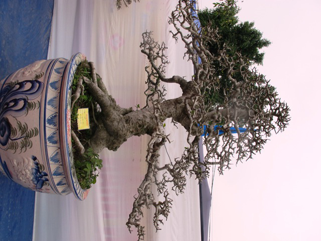 Cận cảnh những c&acirc;y Bonsai "độc" tại Y&ecirc;n Tử 16