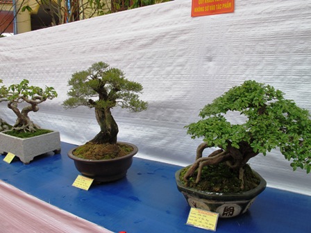 Cận cảnh những c&acirc;y Bonsai "độc" tại Y&ecirc;n Tử 4