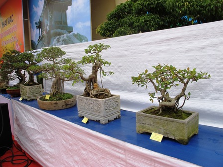 Cận cảnh những c&acirc;y Bonsai "độc" tại Y&ecirc;n Tử 3