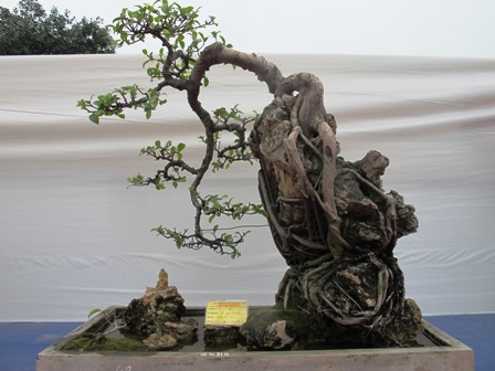 Cận cảnh những c&acirc;y Bonsai "độc" tại Y&ecirc;n Tử 15