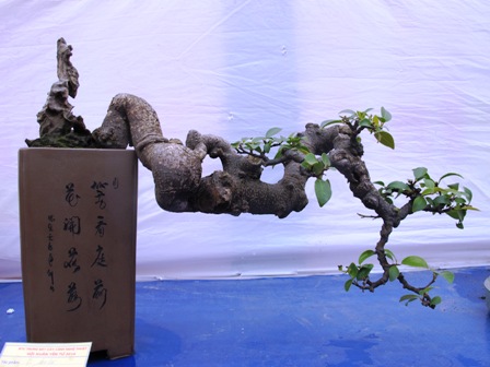 Cận cảnh những c&acirc;y Bonsai "độc" tại Y&ecirc;n Tử 14