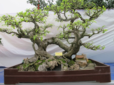 Cận cảnh những c&acirc;y Bonsai "độc" tại Y&ecirc;n Tử 13