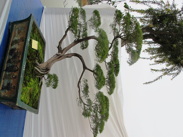 Cận cảnh những c&acirc;y Bonsai "độc" tại Y&ecirc;n Tử 12