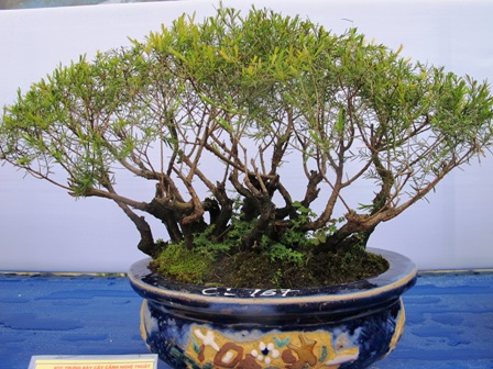 Cận cảnh những c&acirc;y Bonsai "độc" tại Y&ecirc;n Tử 11