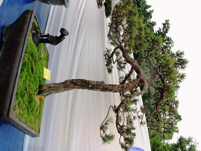 Cận cảnh những c&acirc;y Bonsai "độc" tại Y&ecirc;n Tử 10