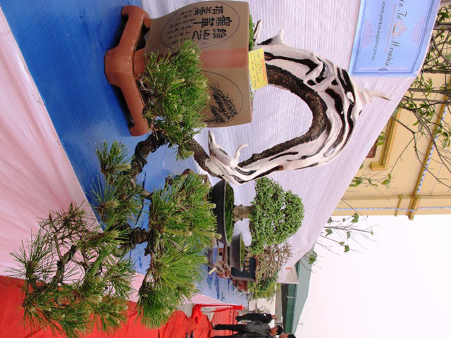 Cận cảnh những c&acirc;y Bonsai "độc" tại Y&ecirc;n Tử 9