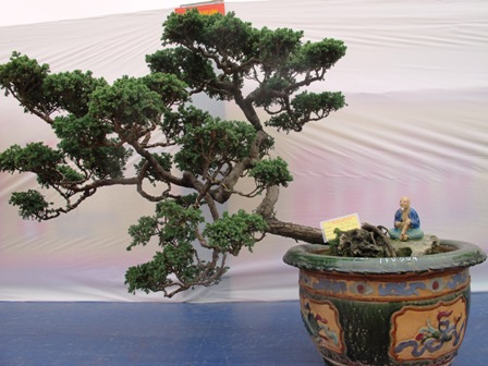 Cận cảnh những c&acirc;y Bonsai "độc" tại Y&ecirc;n Tử 7