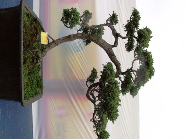 Cận cảnh những c&acirc;y Bonsai "độc" tại Y&ecirc;n Tử 6